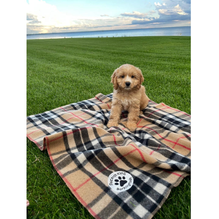 Patrick King Woollen Company - Couverture en laine pour animaux de compagnie motif écossais Barkingtosh