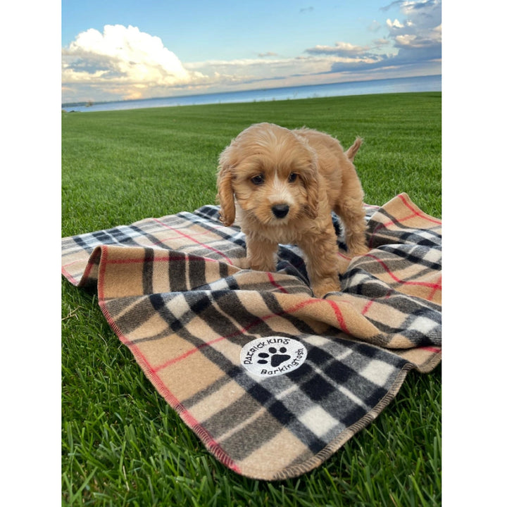 Patrick King Woollen Company - Couverture en laine pour animaux de compagnie motif écossais Barkingtosh